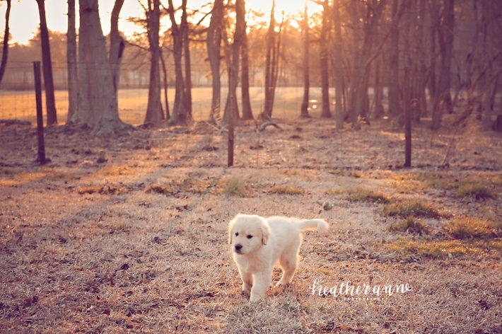 raleigh pet photographer