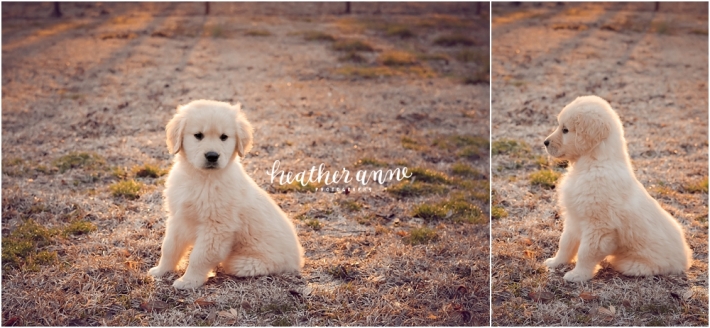 raleigh pet photographer