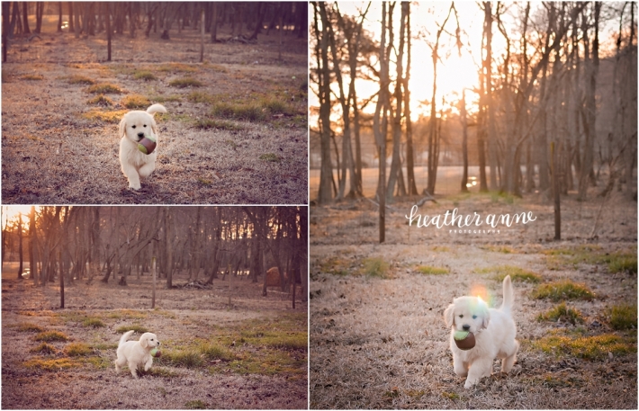 raleigh pet photographer